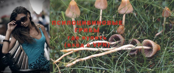 PSILOCYBIN Медногорск